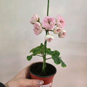 제라늄 코코샤넬