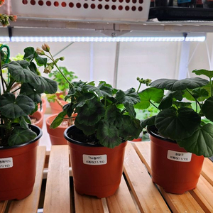 제라늄3종( The솔리드.송살구.오렌지