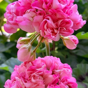 제라늄 4종 미스로즈,빛부케,스캔들초이,에어프릴스노우