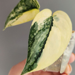 스킨답서스 아포라키 바리에가타