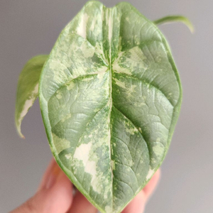 알로카시아 실버드래곤 화이트 알보 바리에가타