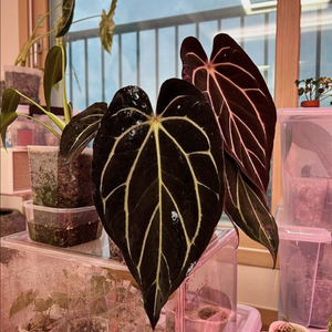 안스리움 gph-001 x midnightvelvet