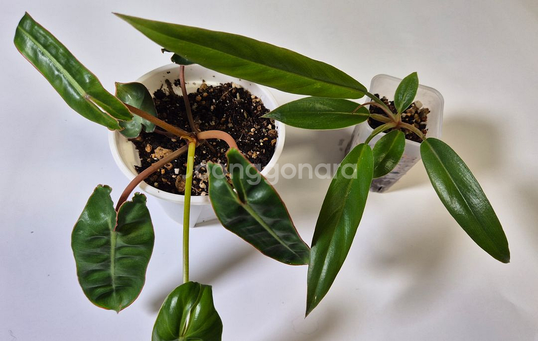 빌리에티에바리에가타,카라멜마블바리에가타--0