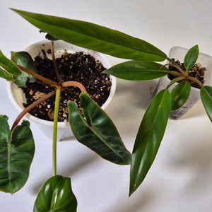 빌리에티에바리에가타,카라멜마블바리에가타