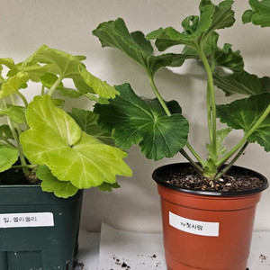 제라늄2종(잎.볼리올리, sy첫사랑)