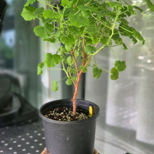 제라늄 콴탁메티 외목대