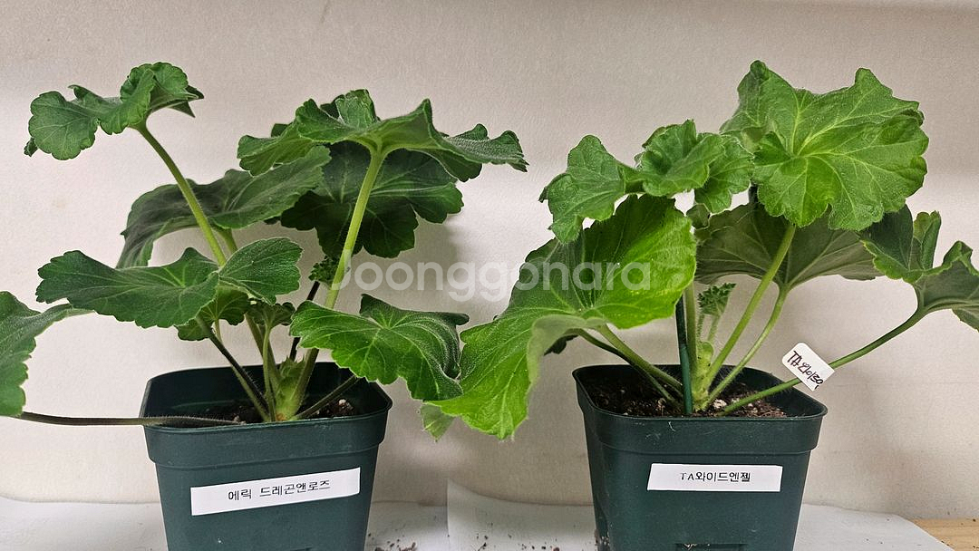 제라늄2종(에릭드래곤로즈,ta와이드엔젤)--0