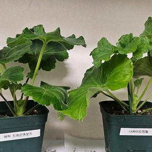 제라늄2종(에릭드래곤로즈,ta와이드엔젤)