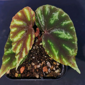 베고니아2종일괄/ v.sp & 무나