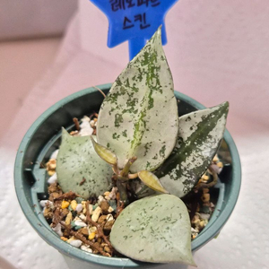 호야 레오파드 스킨