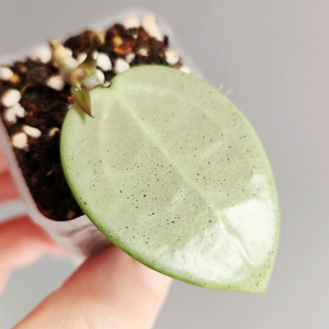 호야 버티실라타 실버하트