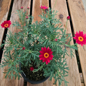 바이올렛 목마가렛