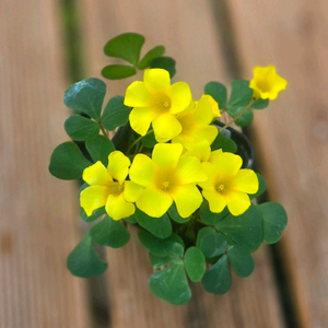 푸푸레아 옐로우 사랑초