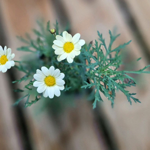 아게릭레몬 목마가렛