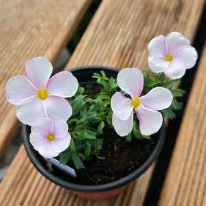 글라블라 사랑초