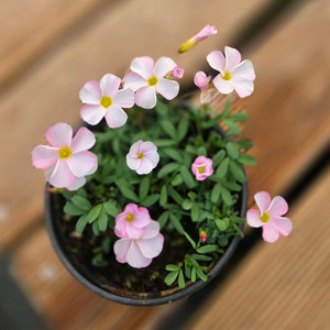 핑크베일 사랑초