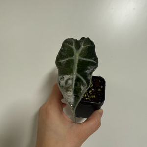 알로카시아 거북 바리에가타