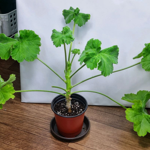 쁘띠마망 제라늄(이파리 크고 길어요)