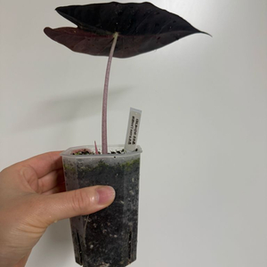 알로카시아 나이로비 옐로우 바리에가타