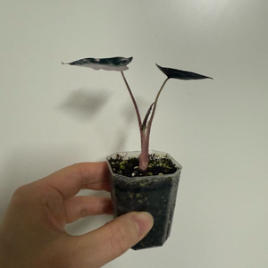 알로카시아 밤비노 핑크 바리에가타