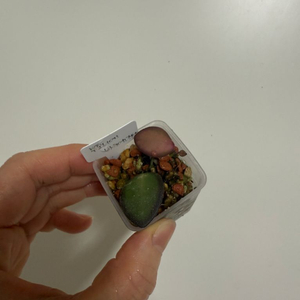 호야 부토니에 바리에가타