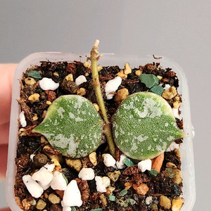 호야 커티시 알보