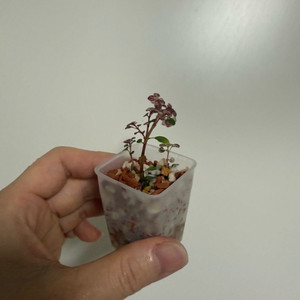 필레아 마이크로필라 컨페티(2촉)