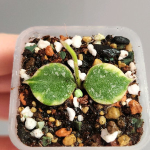 호야 커티시 알보