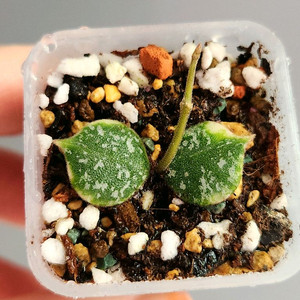 호야 커티시 알보