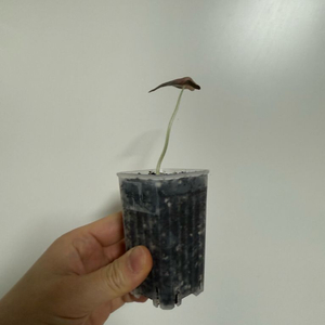 알로카시아 노빌리스 핑크 바리에가타