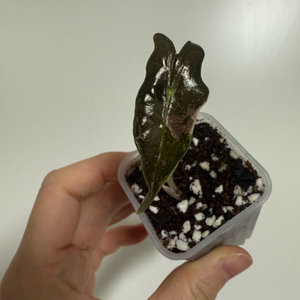 알로카시아 노빌리스 핑크 바리에가타