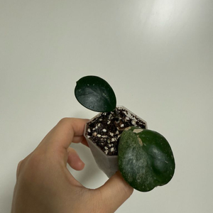 호야 오보바타 스플래쉬