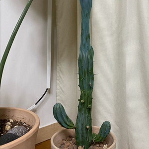 용신목 + 이태리 토분 받침 세트