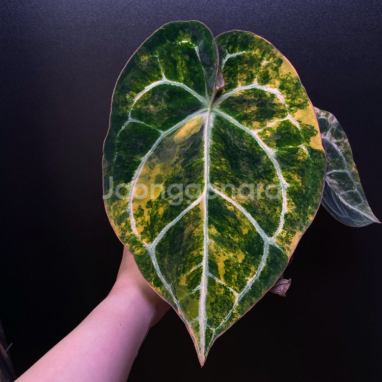 안스리움 바리에가타--0