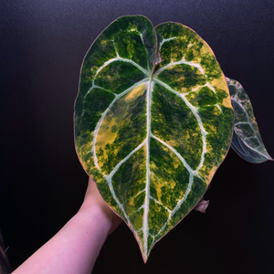 안스리움 바리에가타