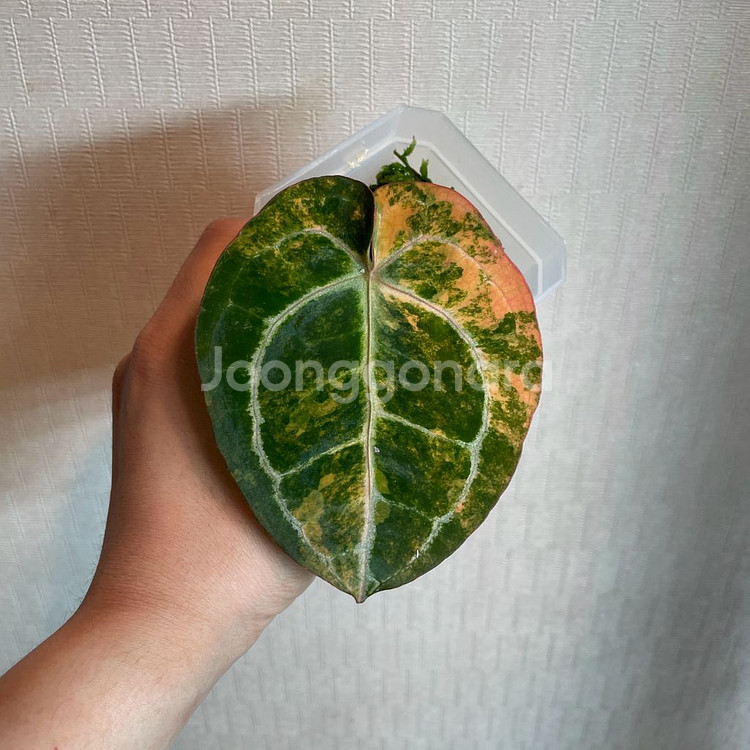 안스리움 바리에가타--1