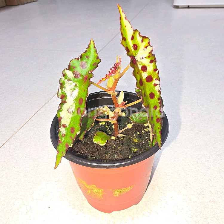 베고니아 암피옥서스--0