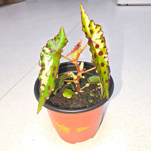 베고니아 암피옥서스