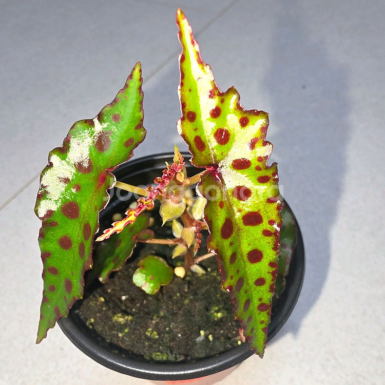 베고니아 암피옥서스--1