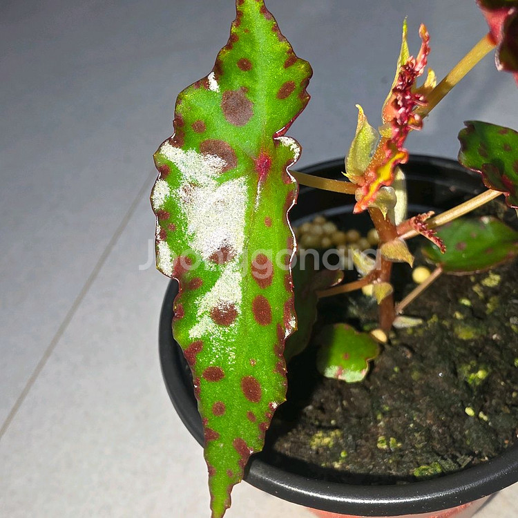 베고니아 암피옥서스--2