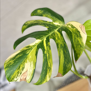 몬스테라 옐로우 바리에가타 보르시지아나