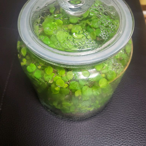 베고니아 루체노라[이케아 용기]