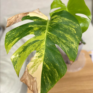 몬스테라 옐로우 바리에가타 보르시지아나