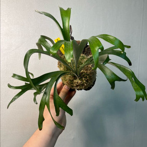 박쥐란 알시콘 마다가스카르 컴팩트