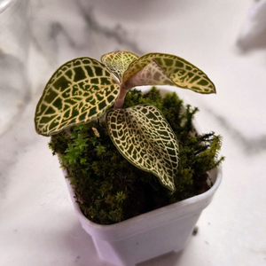 보석란 록스버기 골드바