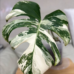 몬스테라 알보 바리에가타