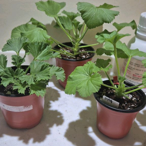 리갈제라늄 3종