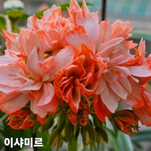 이샤미르 스텔라 제라늄