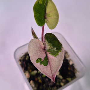 알로카시아 유카탄핑크 바리에가타