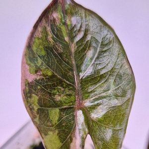 알로카시아 유카탄 핑크 바리에가타